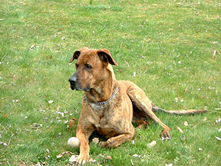 Photo de Chien domestique