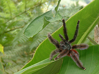 Photo de Matoutou falaise