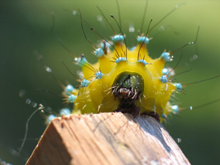 Photo de Grand paon de nuit