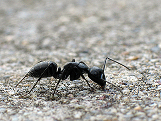 Photo de Camponaute noire