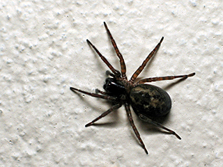 Photo de Amaurobius ferox