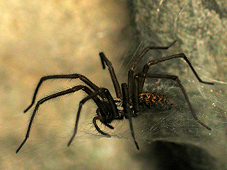 Photo de Tégénaire domestique