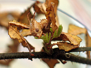 Photo de Phasme à tiare