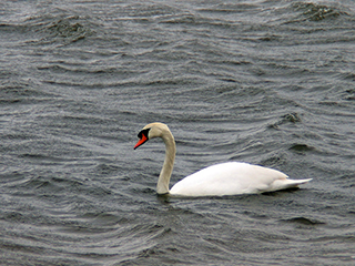 Photo de Cygne tuberculé
