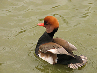 Photo de Nette rousse