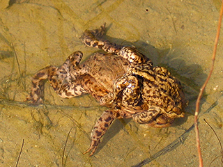 Photo de Crapaud commun