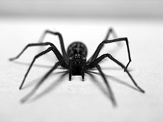 Photo de Tégénaire domestique