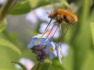 Photo de Grand bombyle