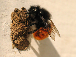 Photo de Osmie cornue