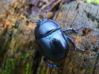Photo de Géotrupe du fumier