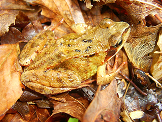 Photo de Grenouille agile