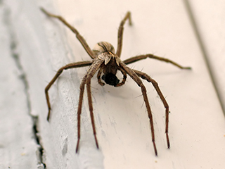 Photo de Pisaure admirable