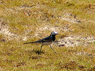 Photo de Bergeronnette grise