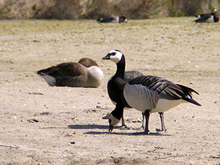 Photo de Bernache nonnette