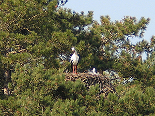 Photo de Cigogne blanche
