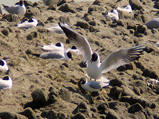 Photo de Mouette rieuse