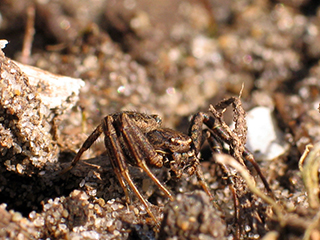 Photo de Xysticus