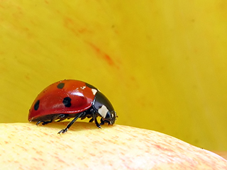 Photo de Coccinelle à sept points