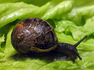 Photo de Petit-gris