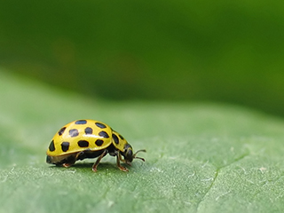 Photo de Coccinelle à vingt-deux points