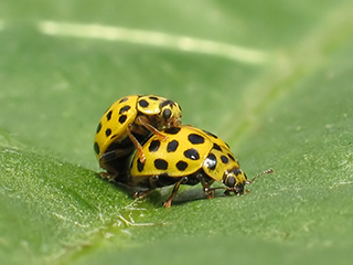 Photo de Coccinelle à vingt-deux points