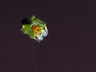 Photo de Araignée courge