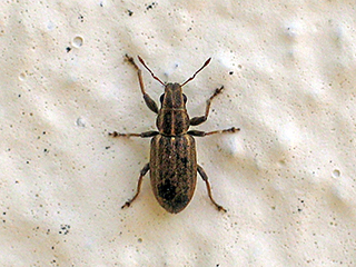 Photo de Sitone du pois