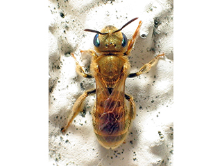 Photo de Halictus subauratus