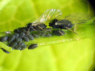 Photo de Puceron noir de la fève