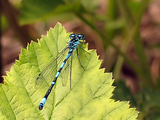 Photo de Agrion jouvencelle