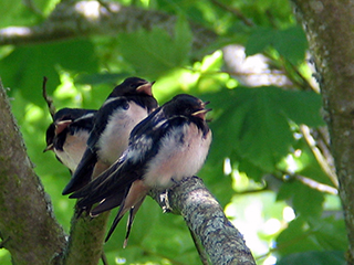 Photo de Hirondelle rustique