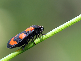 Photo de Cercope sanguin