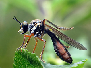 Photo de Dioctria