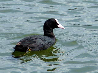 Photo de Foulque macroule
