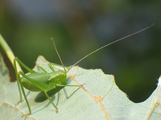Photo de Sauterelle ponctuée