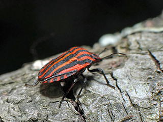 Photo de Graphosome rayé