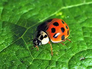 Photo de Coccinelle asiatique