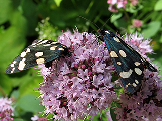 Photo de Écaille marbrée