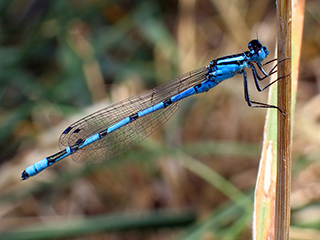 Photo de Agrion porte-coupe