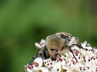 Photo de Trichie fasciée