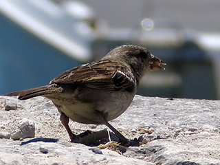 Photo de Moineau domestique