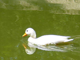 Photo de Canard colvert