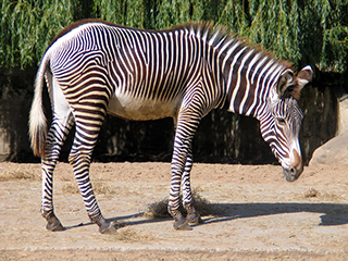 Photo de Zèbre de Grévy