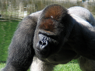 Photo de Gorille de l'Ouest