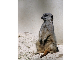 Photo de Suricate