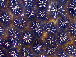 Photo de Botrylle étoilé