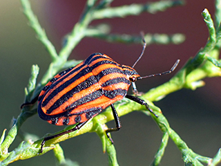 Photo de Graphosome rayé
