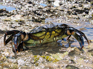 Photo de Crabe vert