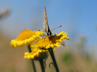 Photo de Azuré du serpolet