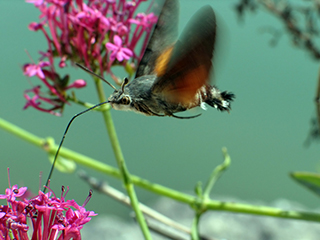 Photo de Moro-sphinx